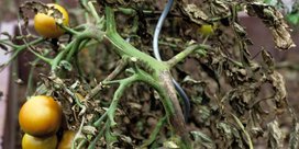 Kraut- und Braunfäule an Tomaten