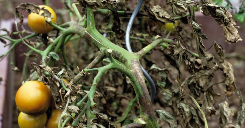 Kraut- und Braunfäule an Tomaten