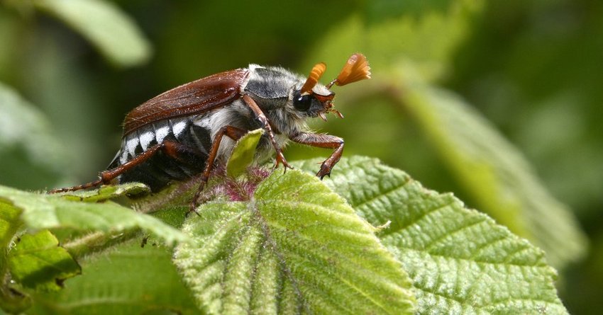 Maikäfer an Nektarinen