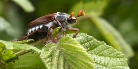 Maikäfer an Äpfeln