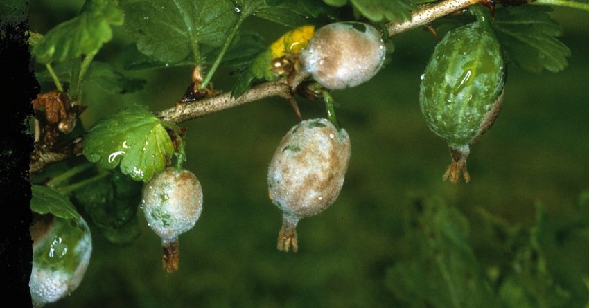 Amerikanischer Stachelbeermehltau an Johannisbeeren