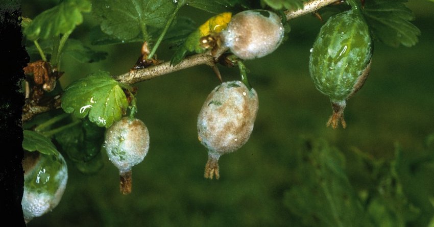 Amerikanischer Stachelbeermehltau an Johannisbeeren