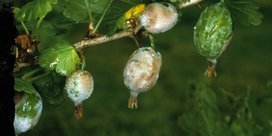 Amerikanischer Stachelbeermehltau an Johannisbeeren