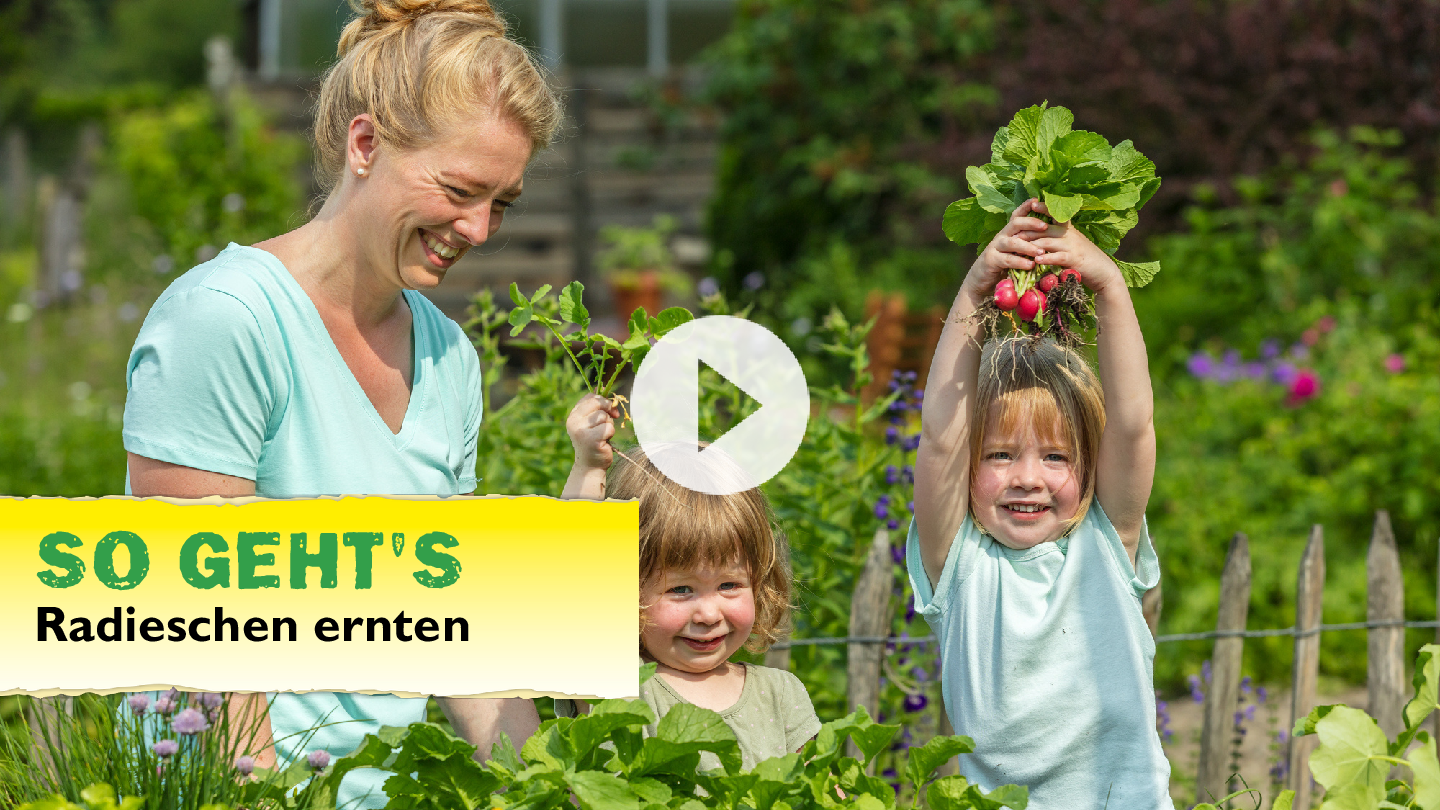 Radieschen ernten