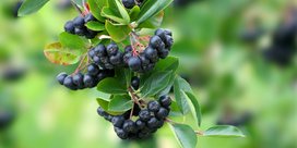 Aronia