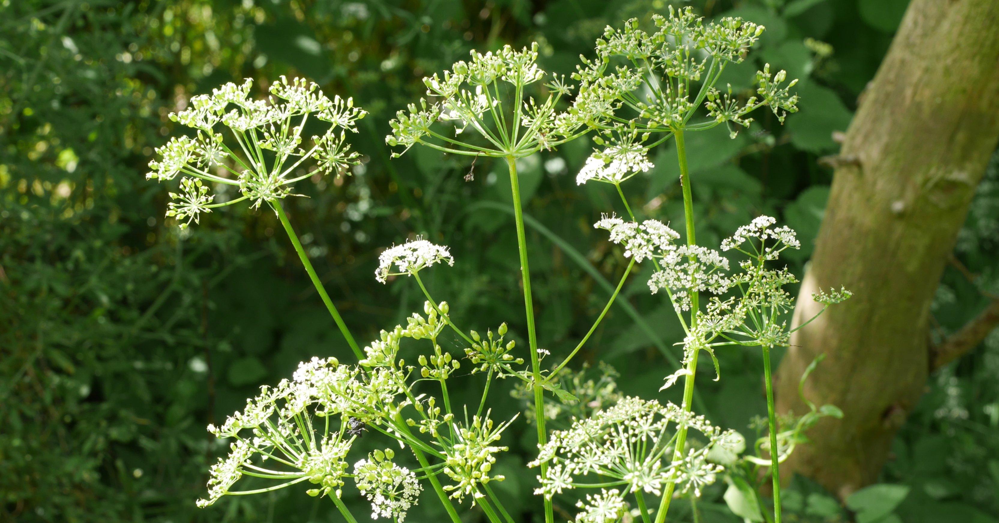 Wenn man nicht genau hinschaut, verwechselt man die weißen Blüten des Giersch leicht mit den Blüten von Wilder Möhre, Wiesen-Kerbel oder anderen, nicht selten giftigen Doldenblütlern. 