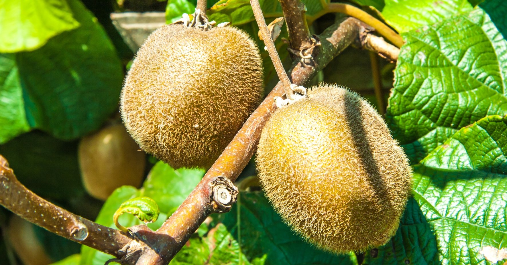 Kiwi am Baum 