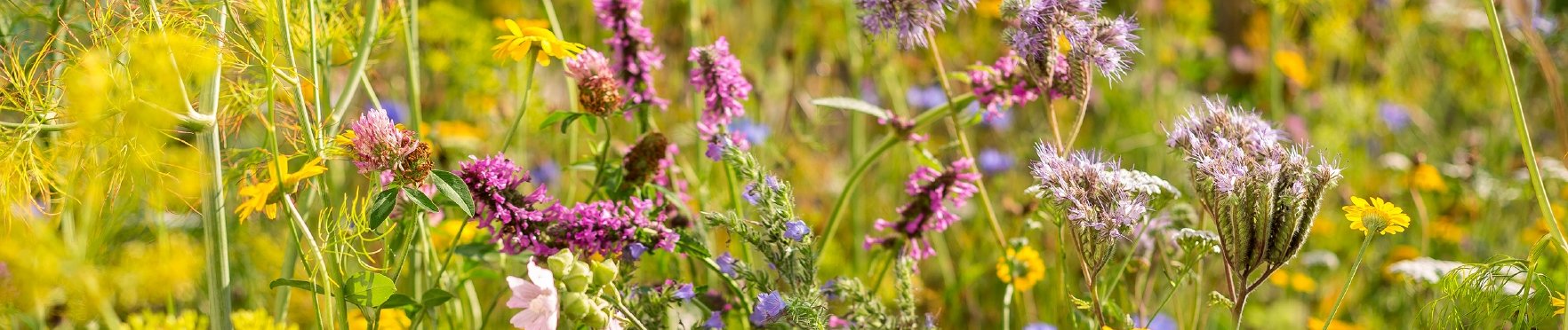 Bunte Blumenwiese Wildgärtner Freude – ein Paradies für Bienen, das aus Saatgut entsteht