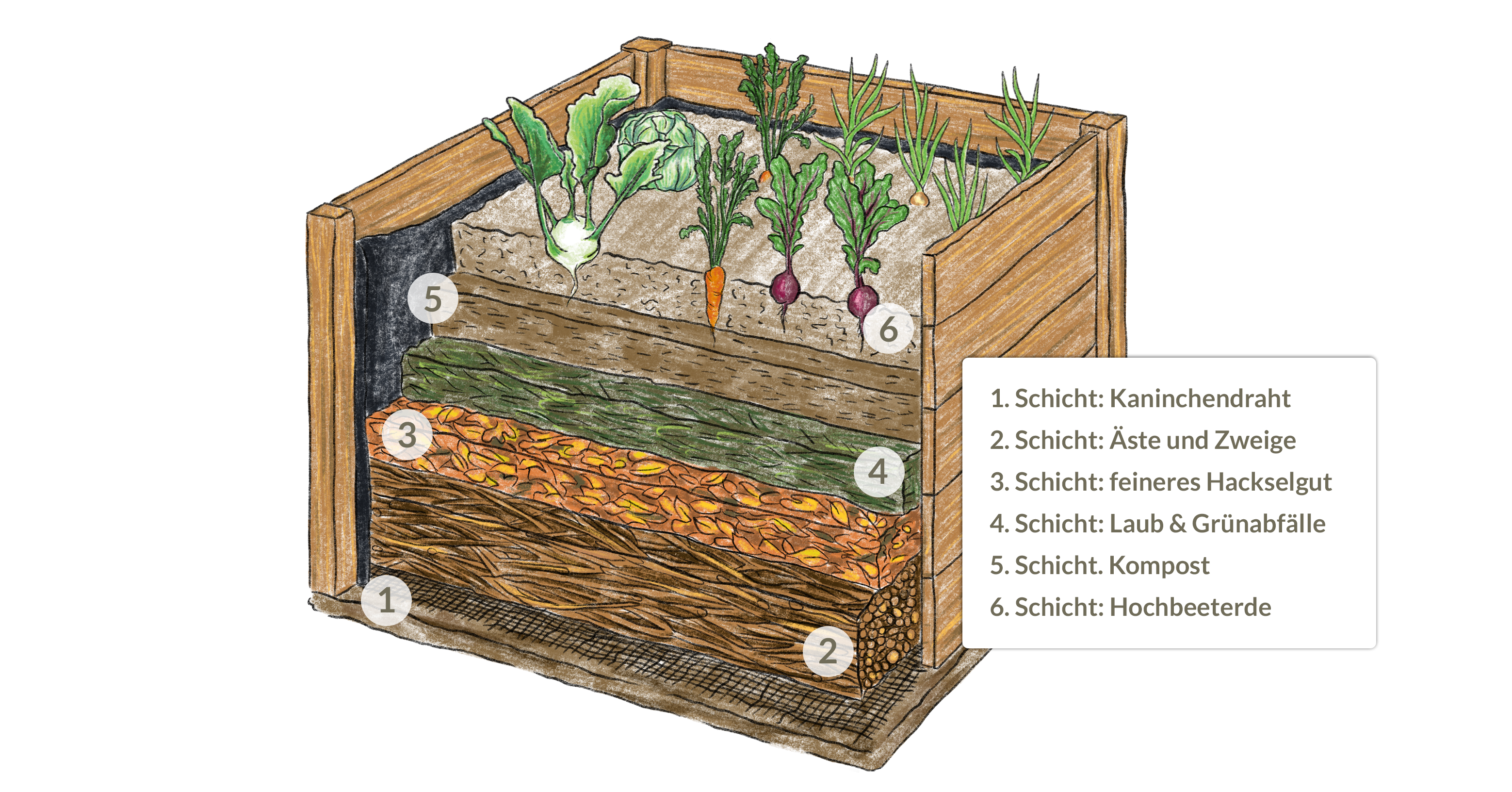 Illustration zu den Schichten von einem Hochbeet