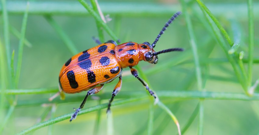 Spargelkäfer