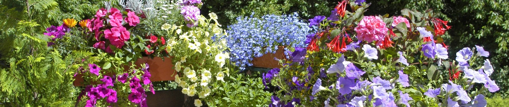 bunte bienenfreundliche Balkonpflanzen