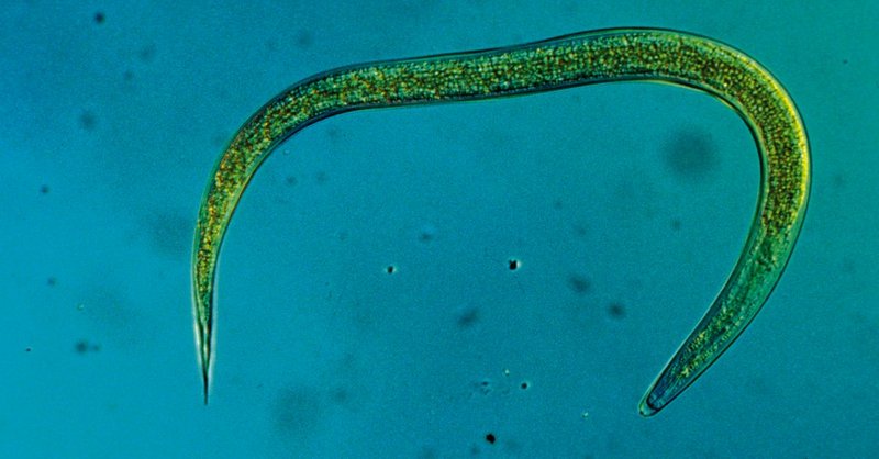 HM-Nematoden