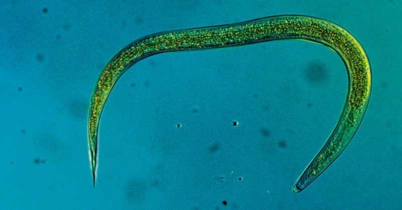 HM-Nematoden