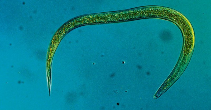 HM-Nematoden