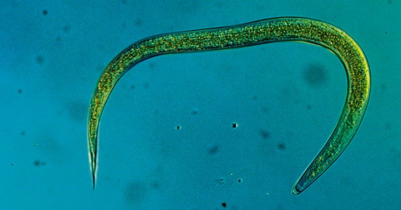 HM-Nematoden