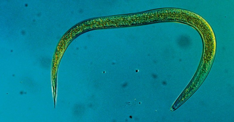 HM-Nematoden