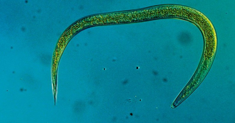 HM-Nematoden