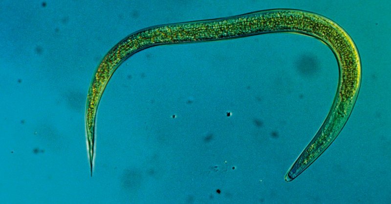 HM-Nematoden