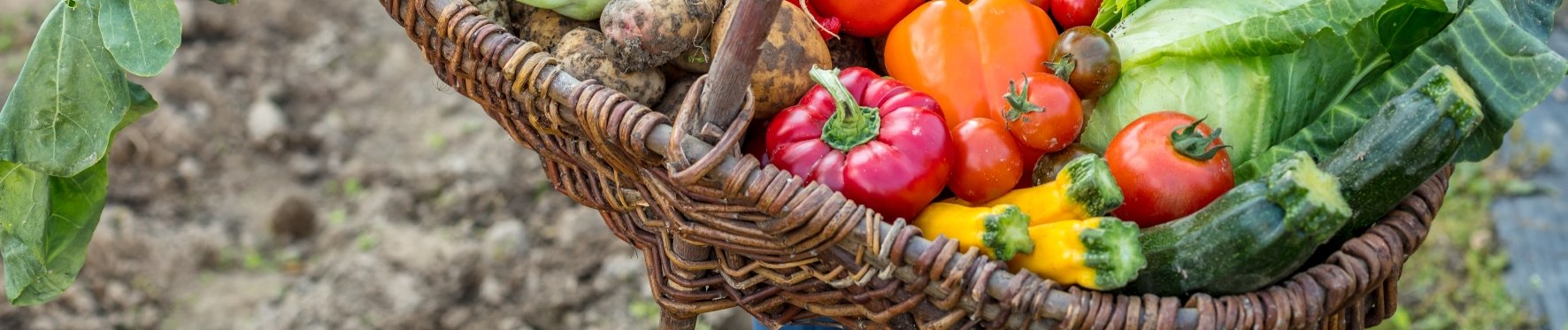 Zucchini anpflanzen und ernten