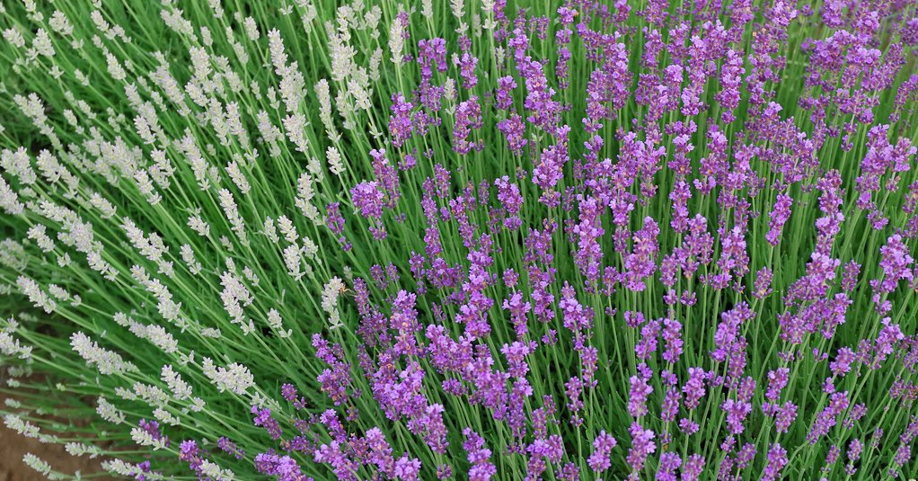 Lavendel