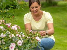 Blumen und Stauden