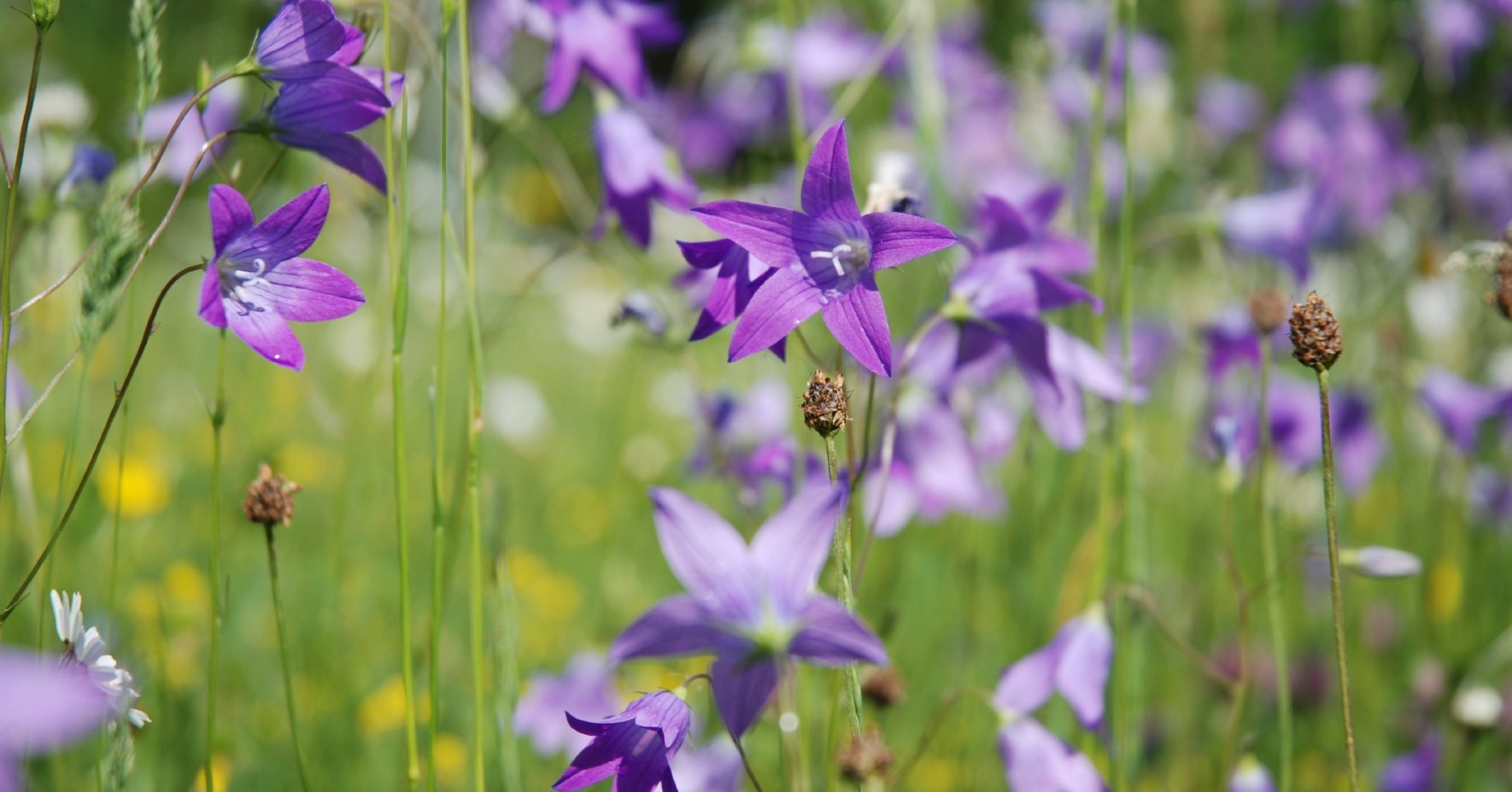 Glockenblume