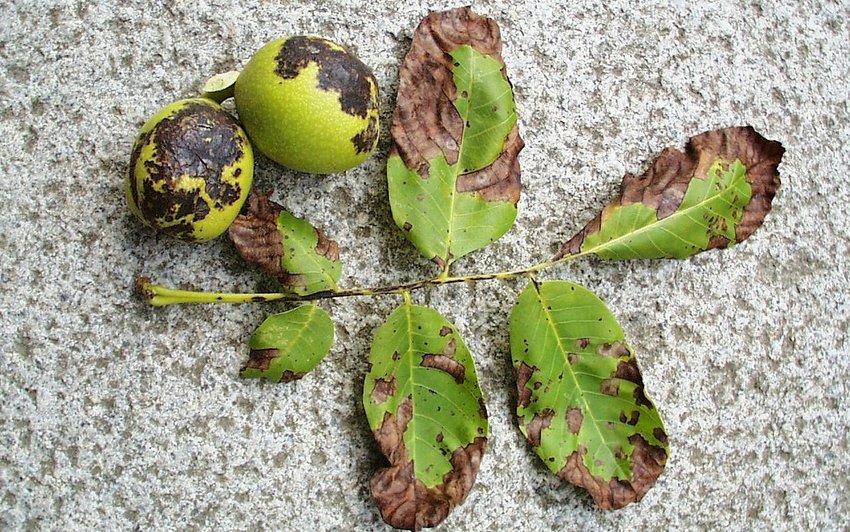 Blattfleckenpilze am Walnussbaum