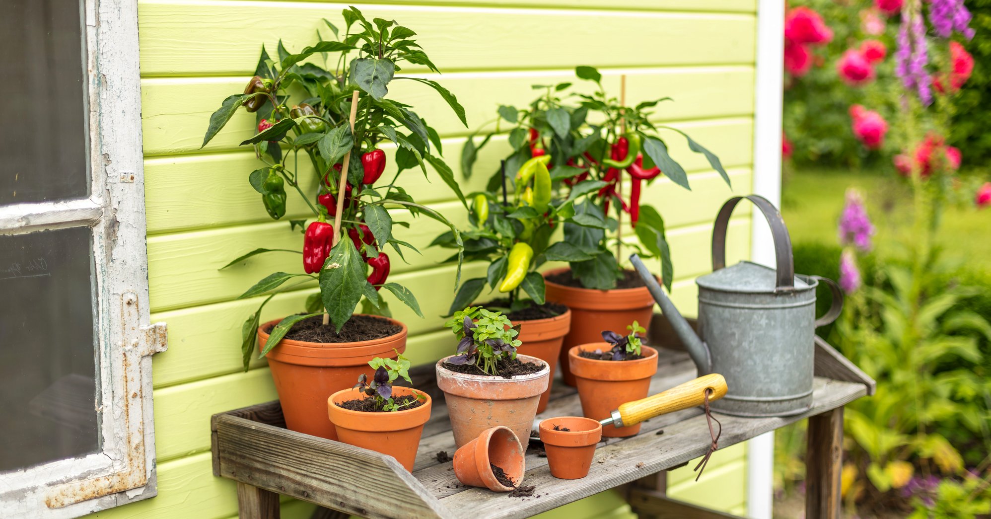 Paprika im Topf auf dem Balkon oder der Terrasse