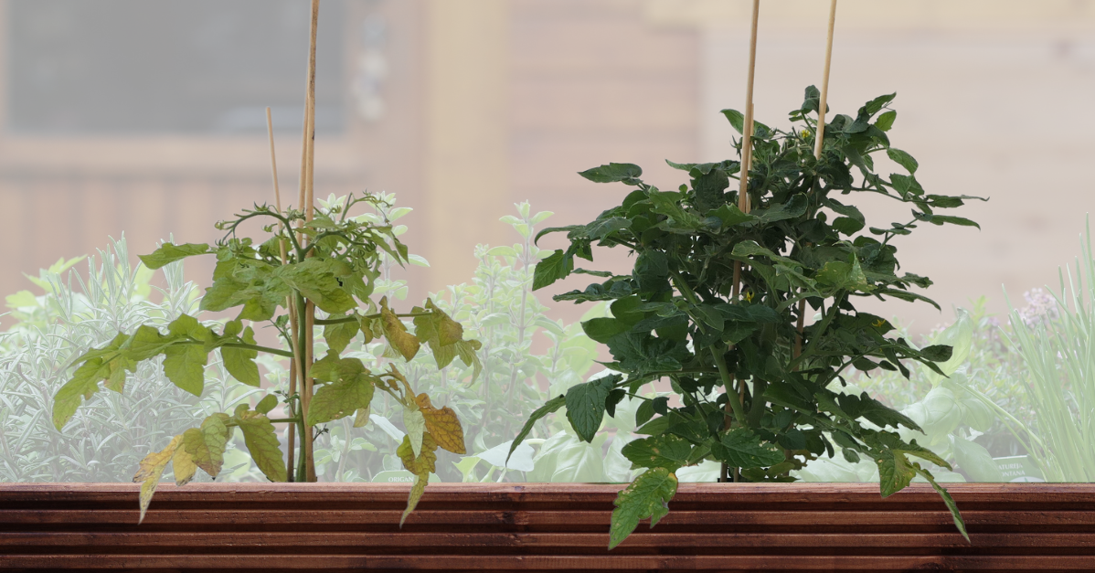 Links: Tomaten-Pflanze ohne Dünger; Rechts: Tomaten-Pflanze mit Dünger