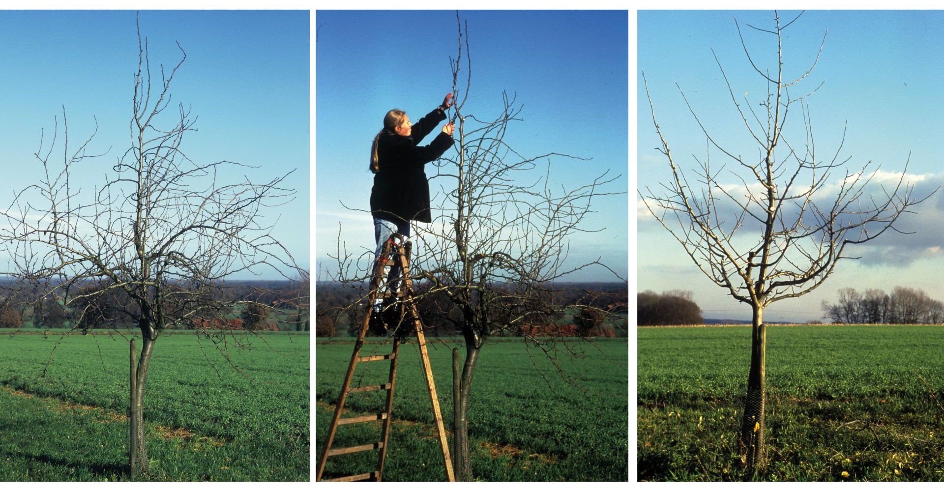 Apfelbaum vor dem Schnitt	Apfelbaum wird geschnitten	Apfelbaum nach dem Schnitt