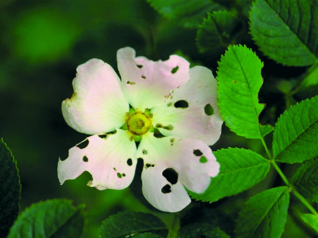 Gartenlaubkäfer Rosenschaden