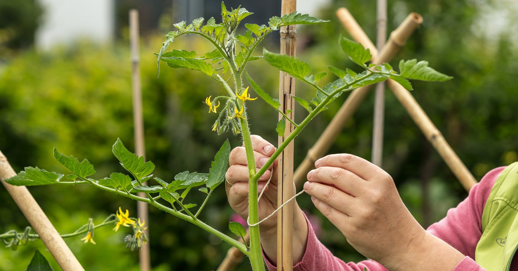 Tomaten anbinden