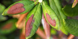 Sonnenbrand am Rhododendron