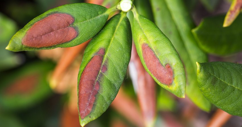 Sonnenbrand am Rhododendron