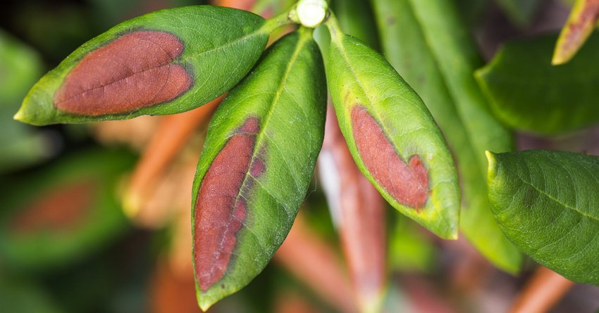 Sonnenbrand an Brombeeren