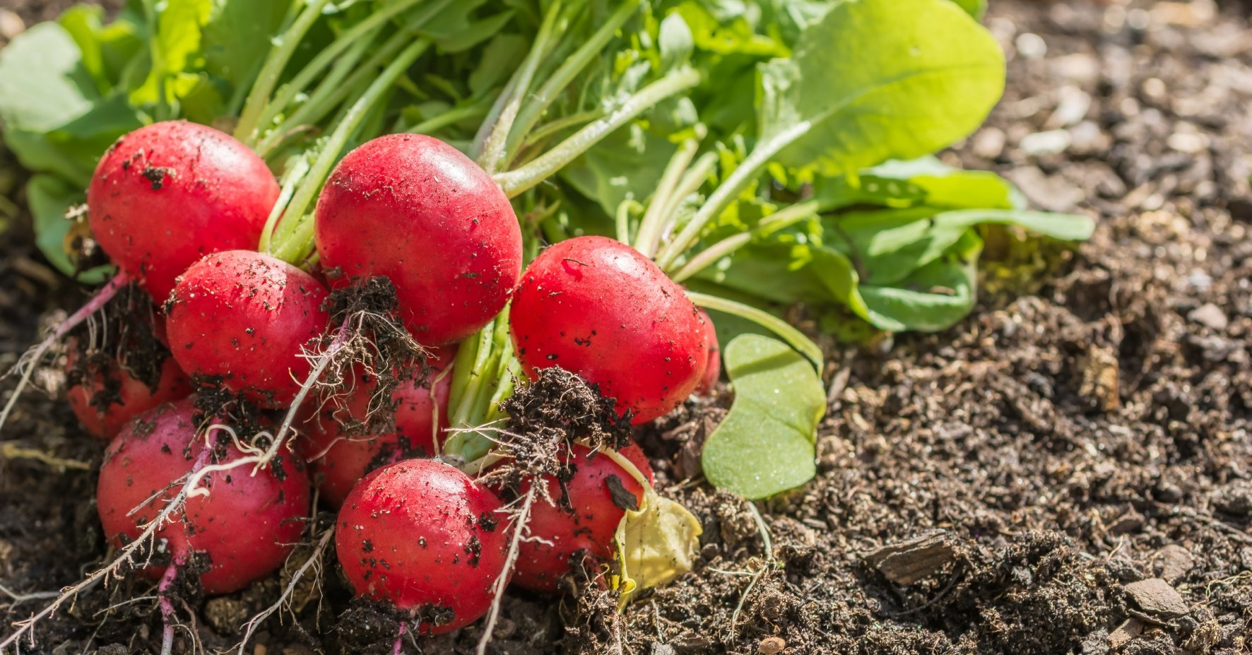 Radieschen Ernte