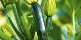 Zucchini