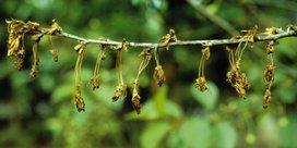 Monilia-Spitzendürre am Apfelbaum