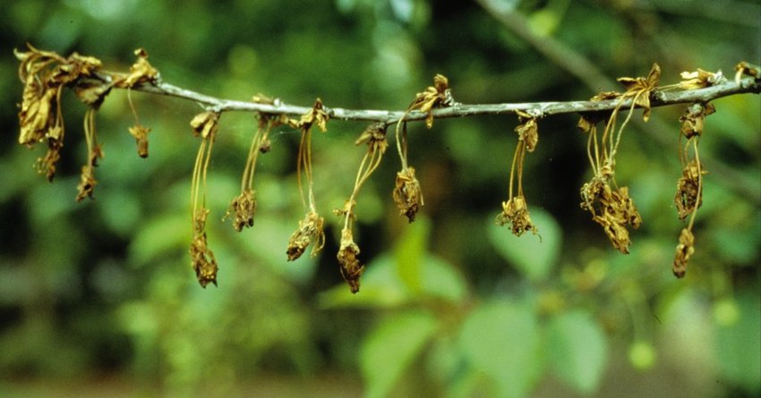 Monilia-Spitzendürre am Apfelbaum