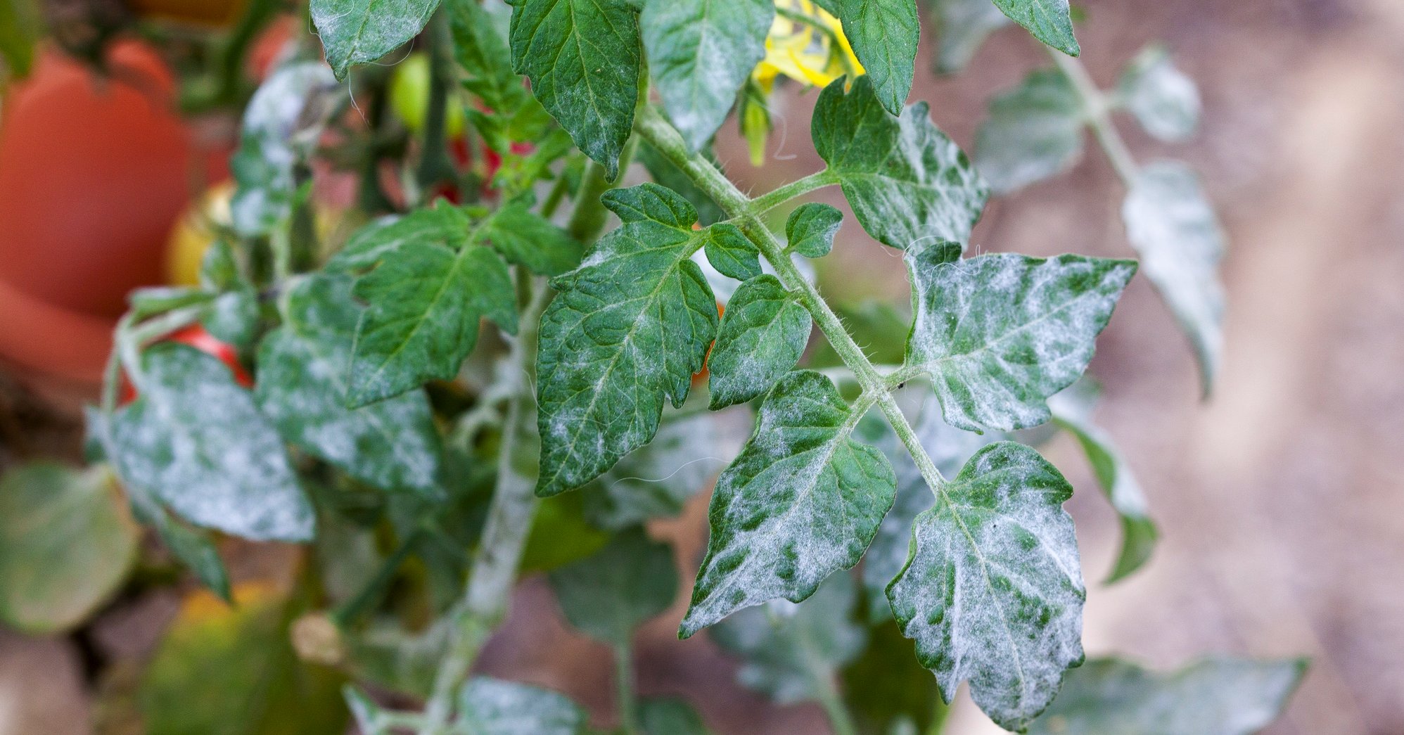 Echter Mehltau an Tomate