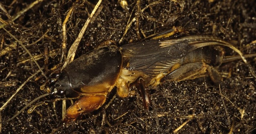 Maulwurfsgrillen an Möhren