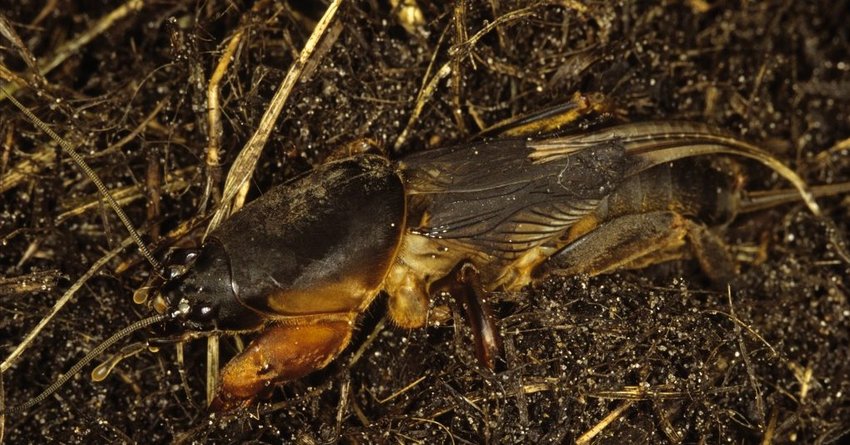 Maulwurfsgrillen am Salat