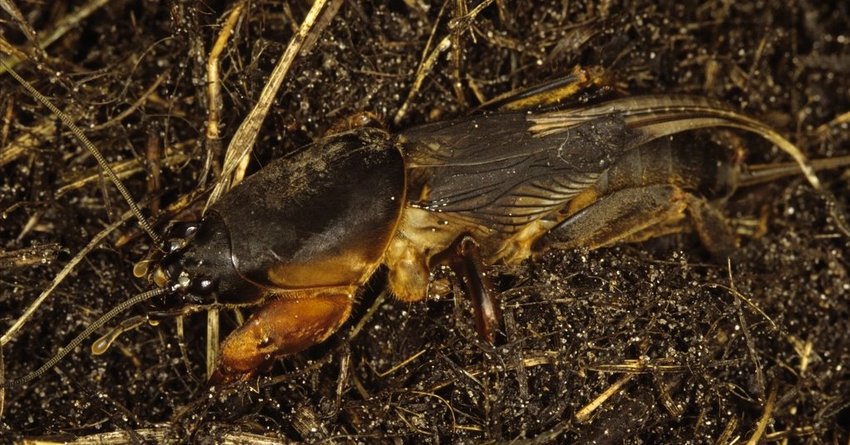 Maulwurfsgrillen an Radieschen