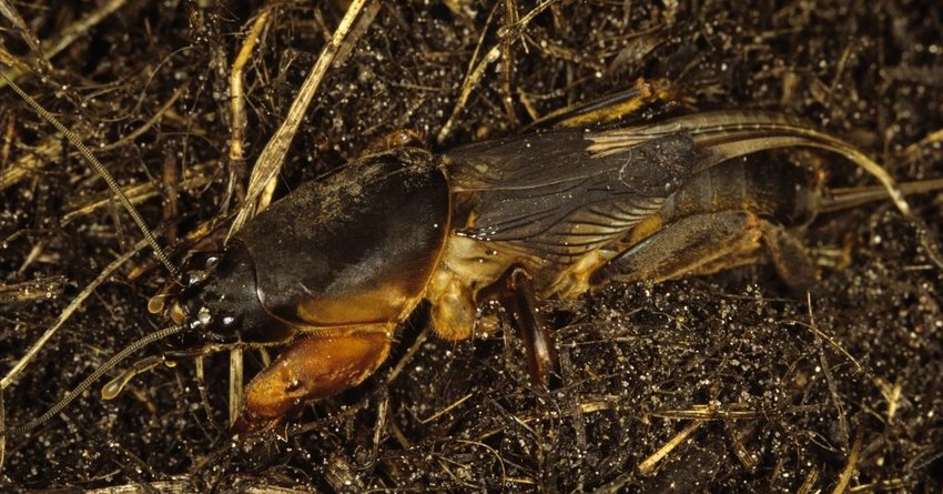 Maulwurfsgrillen am Kohl