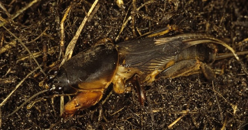 Maulwurfsgrillen/Werren am Grünkohl