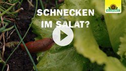 Schnecken bekämpfen - ohne Ausschleimen