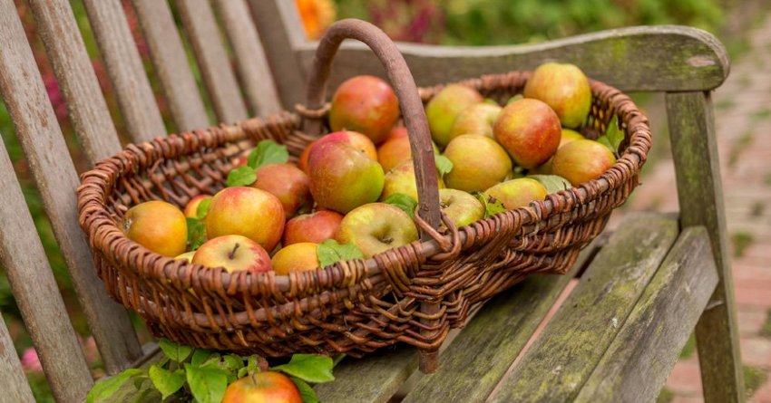 Naturgemäßer Pflanzenschutz