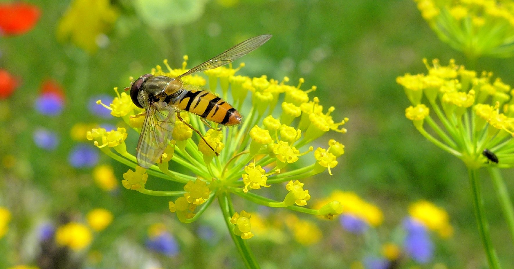 Die Schwebfliege ist der natürlich Feind der Blattlaus