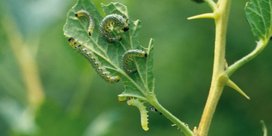 Stachelbeerblattwespe an Stachelbeere