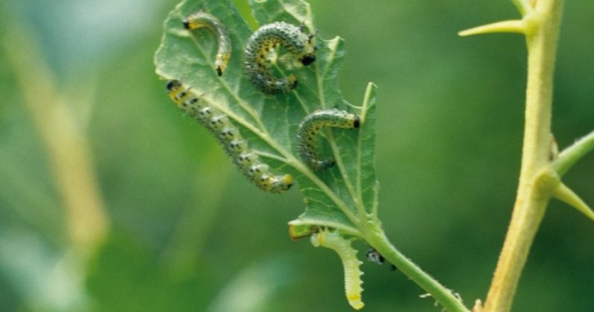 Stachelbeerblattwespe an Stachelbeere